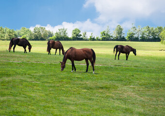 Horese grazing on a Kentucky horse farm