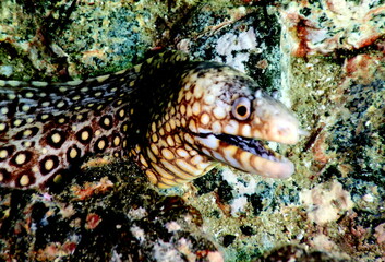 Costa Rica Pacific sea life