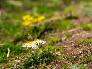 野原に咲いてるセイヨウタンポポ © かめです