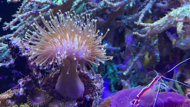 Korallen in einem Meerwasseraquarium.