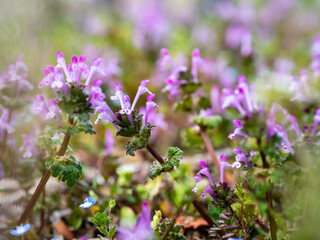 たくさん咲いてるホトケノザ