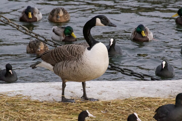 Fototapeta premium country goose