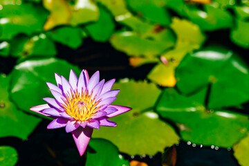 Water lilies and lotuses in a pond in the park