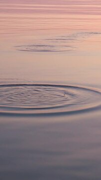 Stone skipping on calm water, beautiful sunset around. Vertical video
