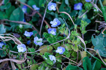 小さい花が可愛い人気のイヌフグリ