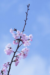 一足早い春を告げる早咲きの桜の花