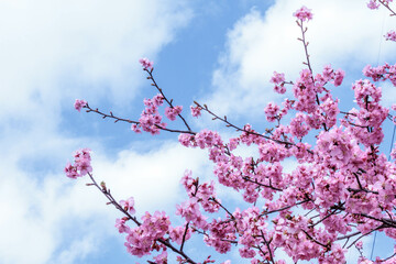 一足早い春を告げる早咲きの桜