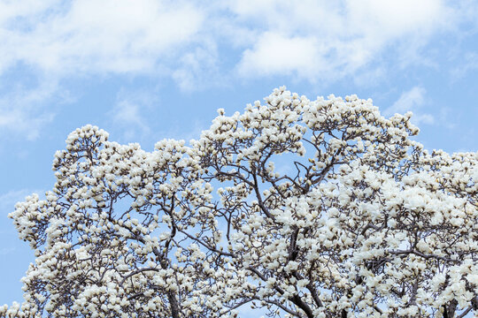 白く妖艶な木蓮の花