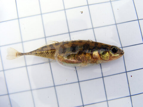 A fish The three-spined stickleback (Gasterosteus aculeatus) on the background of a 5 mm measurement grid. Ichthyology research.