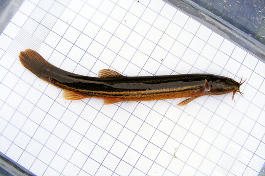 Fish Weather loach (Misgurnus fossilis) on the background of a 5 mm measurement grid. Ichthyology research.
