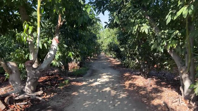 arboles de aguacates en huerto