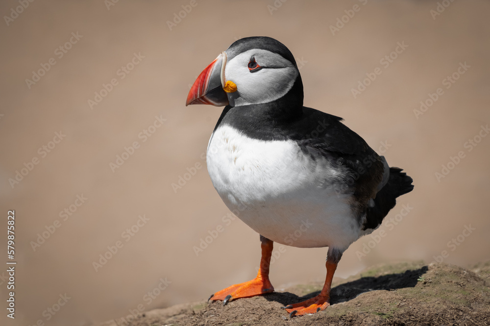 Aufkleber a close up portrait of an atlantic puffin as it stands on the ground. there is space for text all ar