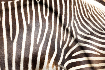 Fototapeta na wymiar Close-up image of a Grevy's Zebra