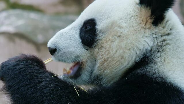 Giant panda bites off, breaks bamboo shoots with teeth, chews on it. Bear eating branches, twigs at natural area, forest. Herbivore exotic animal with rotund body enjoys food at zoo