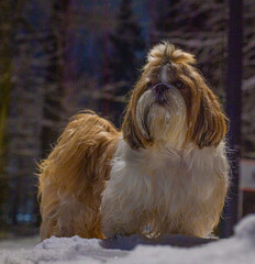 shih tzu dog at night in the snow in winter in the forest