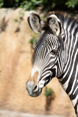 Close-up image of a Grevy's Zebra
