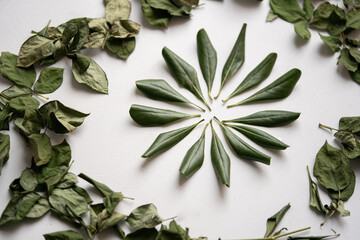 hojas verdes en proceso de secado organizadas en circulo con fondo blanco y hojas de flor de Rosa...