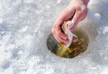 Winter fishing. Fishing for navagi with bare hands through an ice hole during ice fishing.