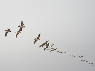 Pelicans flying over the Pacific Ocean