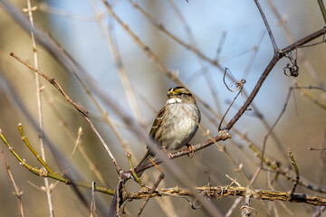 sparrow on a branch