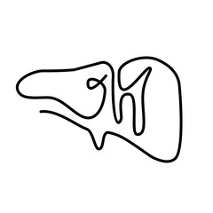 abstract line art of human organs