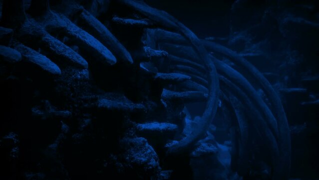 Huge Whale Skeleton In Rippling Moonlight