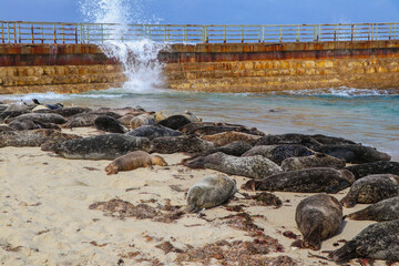 Seals on the Beach, La Jolla, San Diego