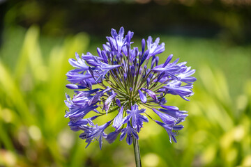 Photograph of a purple Agapanthus flower in the sunshine in a domestic garden