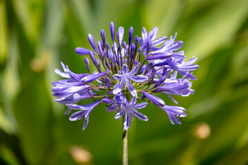 Photograph of an Agapanthus flower in a garden