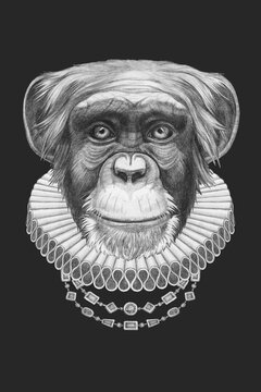 Portrat of Monkey with Elizabethan Collar. Hand-drawn illustration