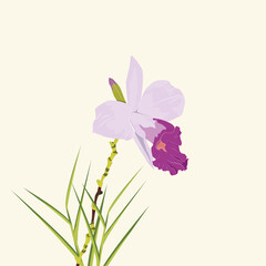 bamboo orchid illustration