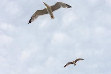 seagulls in flight