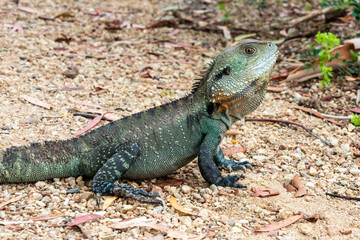 Photograph of a small green monitor lizard outside in the sunshine in regional Australia