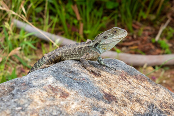 Photograph of a small green monitor lizard outside in the sunshine in regional Australia