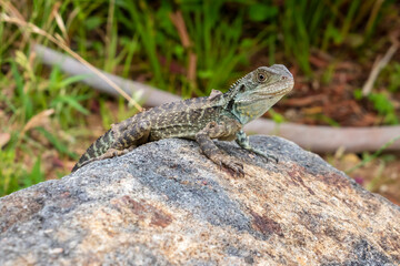 Photograph of a small green monitor lizard outside in the sunshine in regional Australia