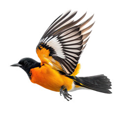 a spring-themed photographic illustration of an isolated orange oriole bird in mid-flight set on a transparent background in PNG. Generative AI, Icterus