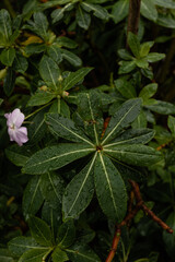 flower in the garden