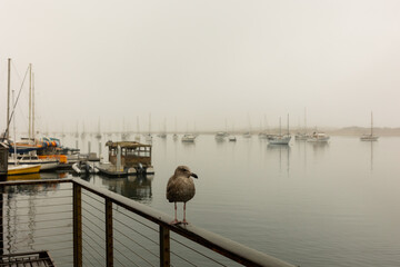 seagull on boardwalk in front of boats in the harbor