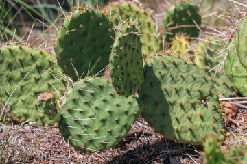 Cactus in Colorado