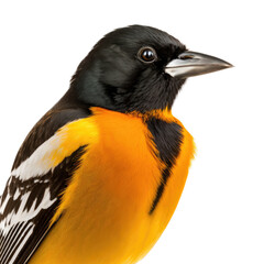 Naklejka premium a spring-themed photographic illustration of an isolated orange and black Baltimore oriole bird at rest set on a transparent background in PNG. Generative AI