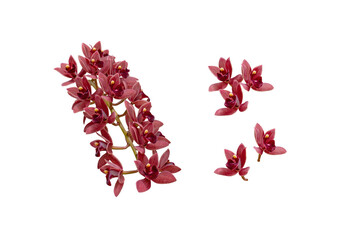 Cascading cymbidium or boat orchid hybrid plant with dark red chocolate flowers set isolated...