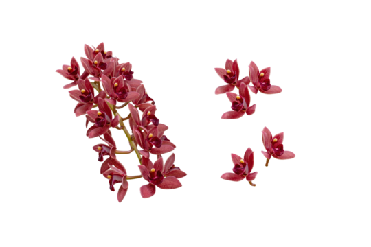 Cascading cymbidium or boat orchid hybrid plant with dark red chocolate flowers set isolated transparent png