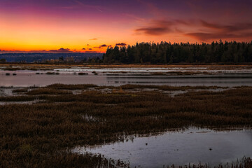 2022-11-25 LEQUE ISLAND SLOUGH ON CAMANO ISLAND WITH A LOW TIDE TREE LONE AND NICE SKY