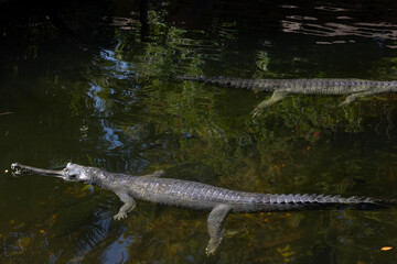 Close-up of an Indian Gharial