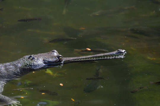 Close-up of an Indian Gharial