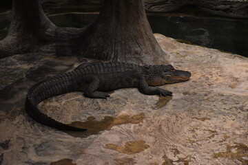 Alligator