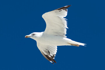 seagull in the sky