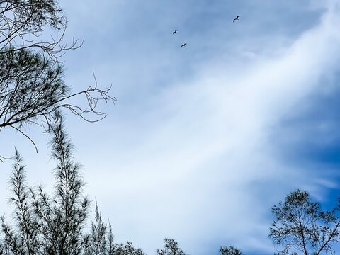 cloudy and blie sky trees and seagulls flying