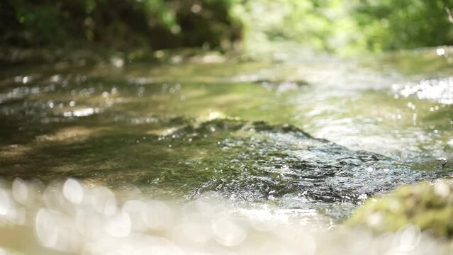 calm river in the forest - slow motion