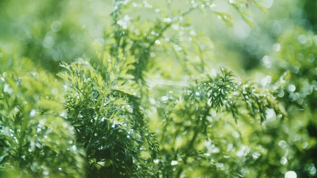 風に揺れる葉